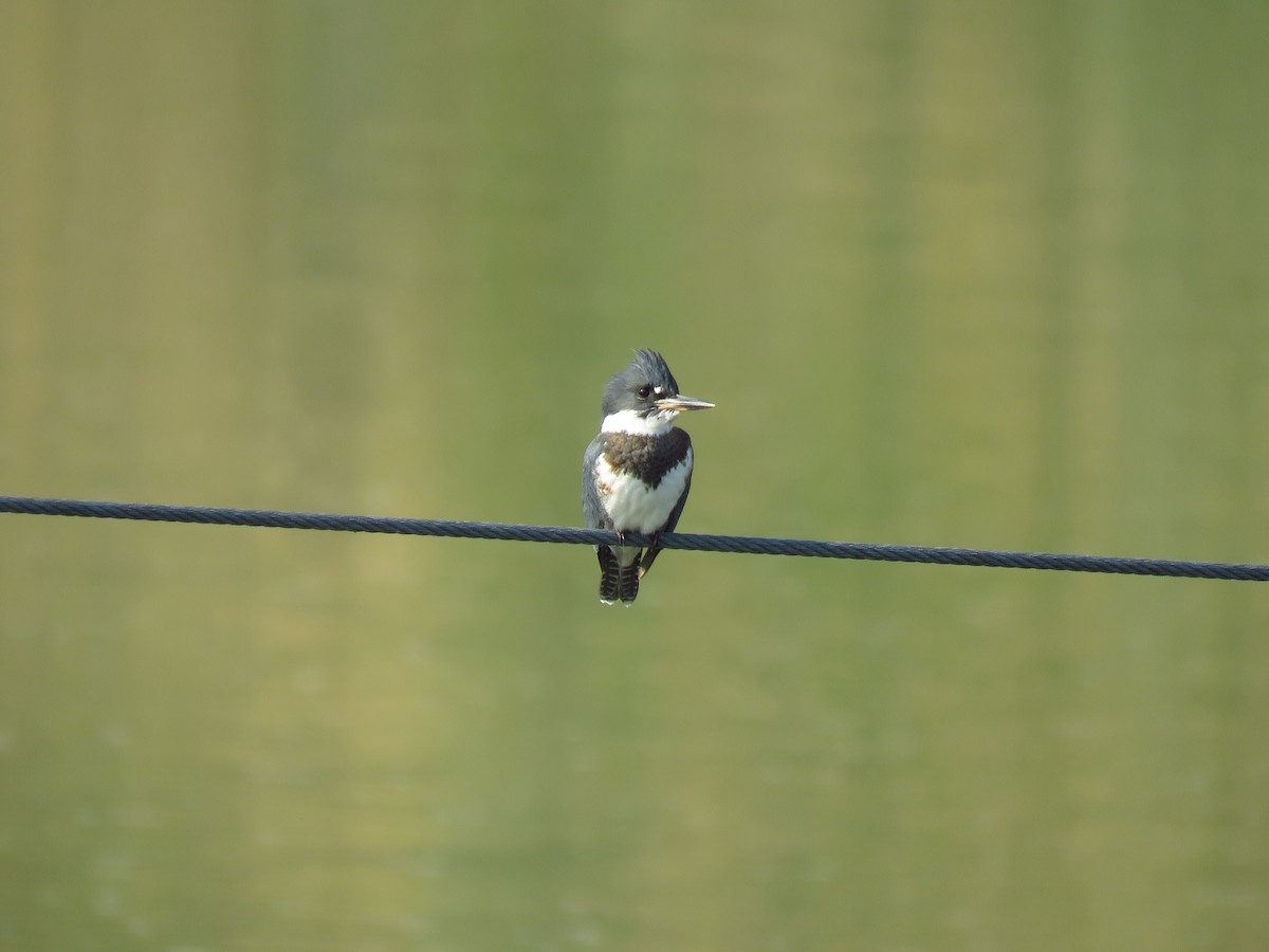 Belted Kingfisher - ML596120281