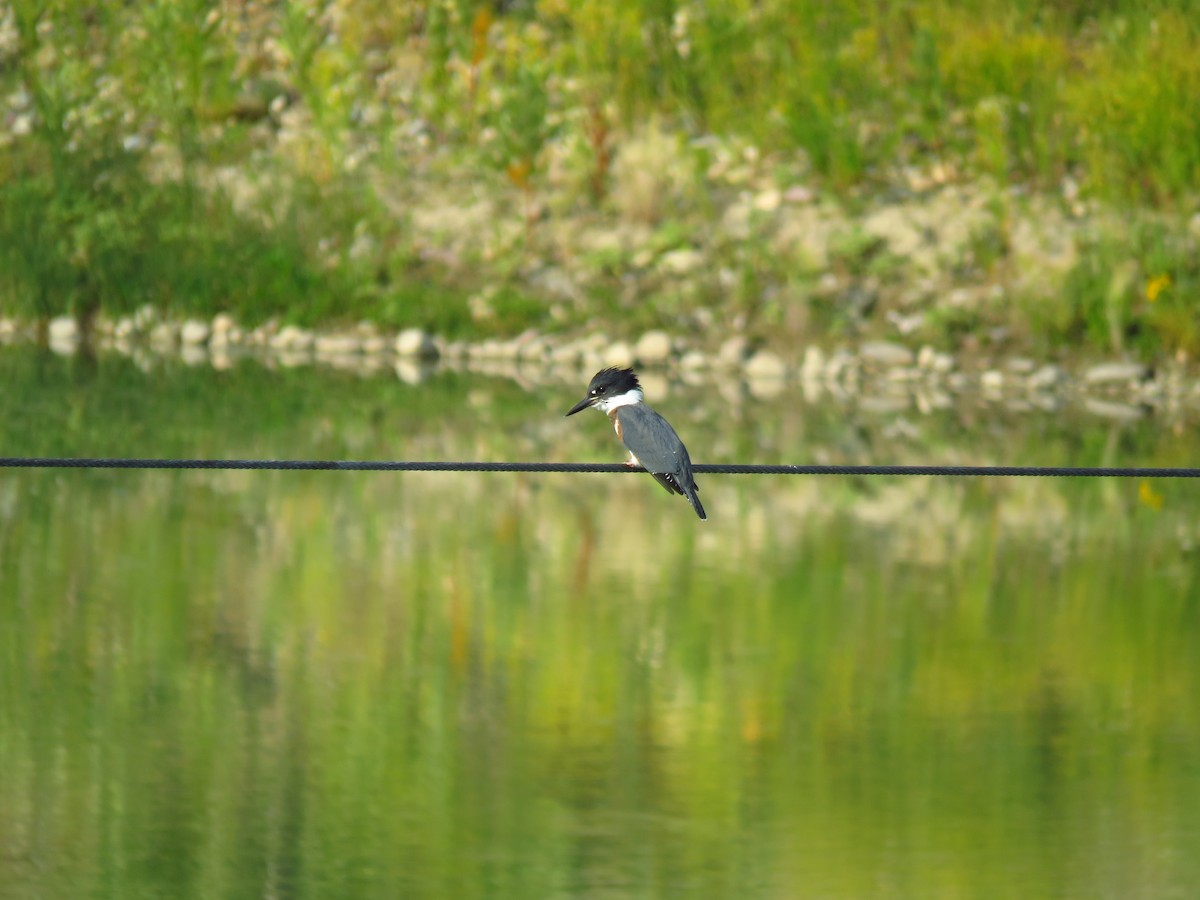 Belted Kingfisher - ML596120301