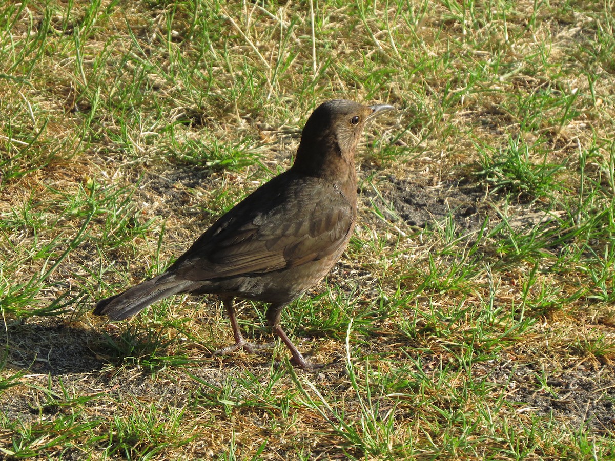 Eurasian Blackbird - ML596120351