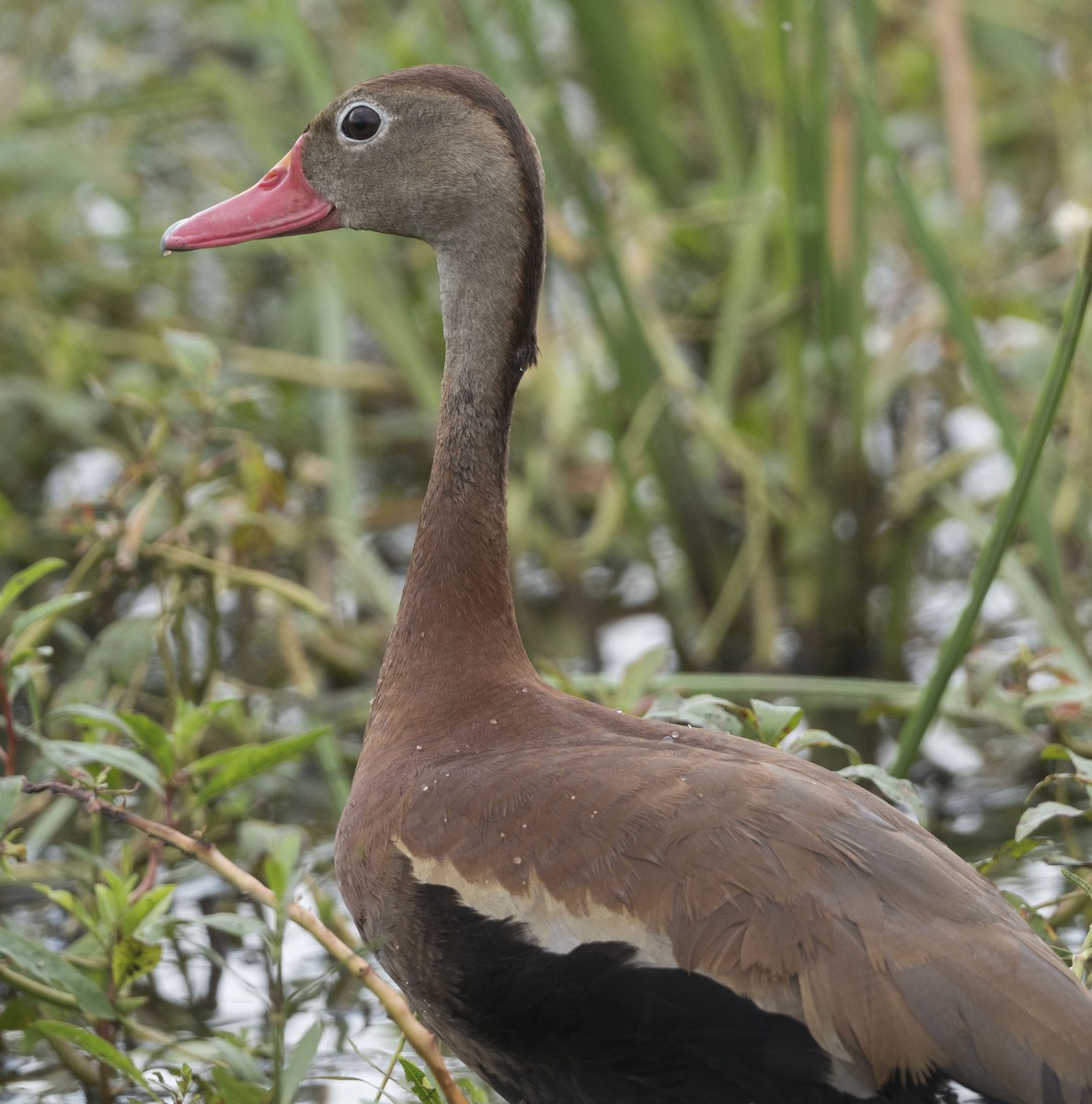 Black-bellied Whistling-Duck - Mary Waters