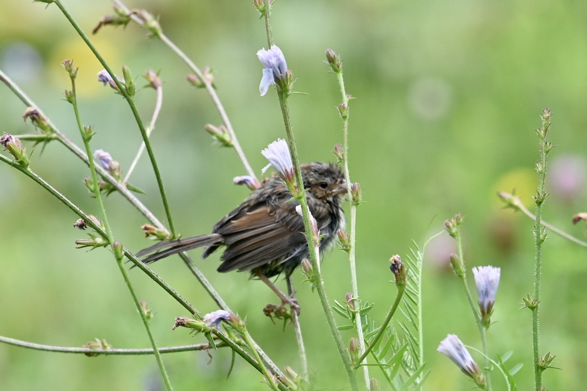 Swamp Sparrow - Pierre Normand