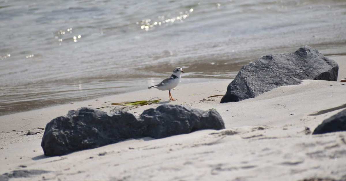 Piping Plover - ML596128821