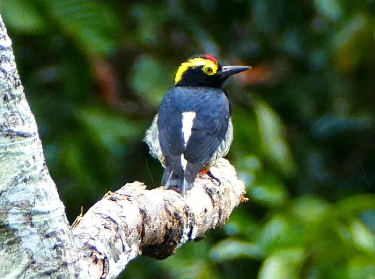 Yellow-tufted Woodpecker - ML596130981