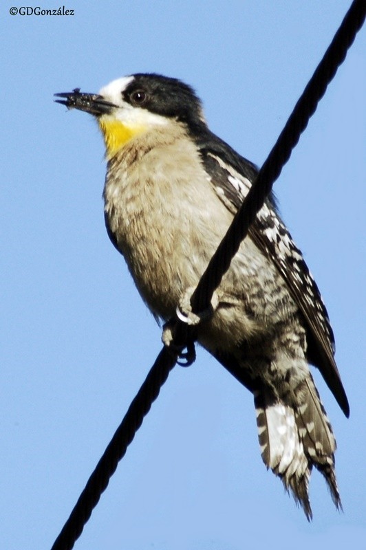 White-fronted Woodpecker - ML596131491