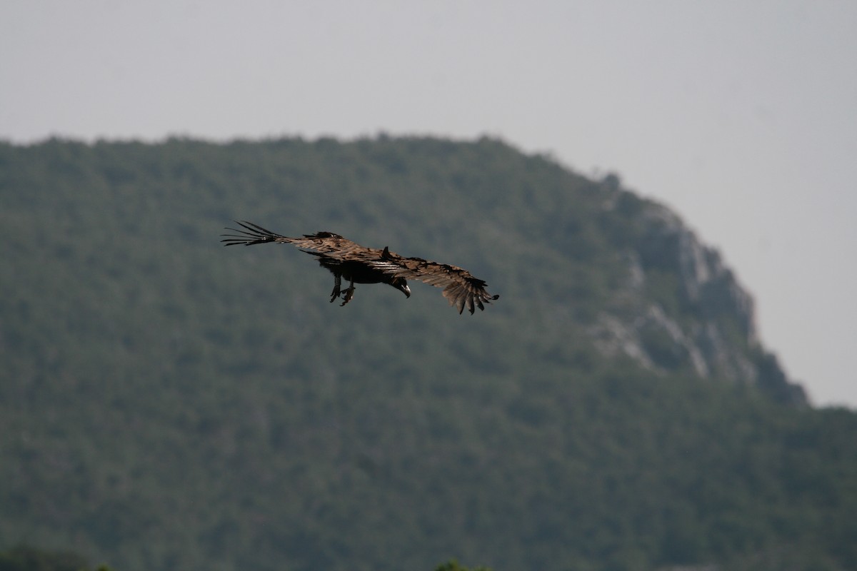 Cinereous Vulture - ML596135901