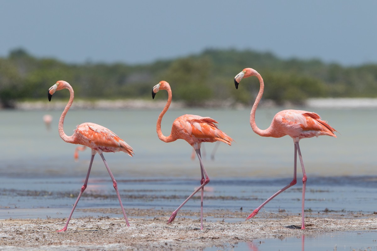 Amerika Flamingosu - ML596136311