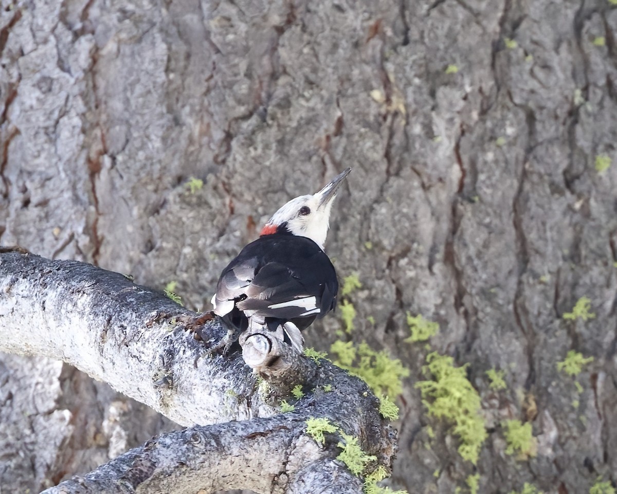 White-headed Woodpecker - ML596136901