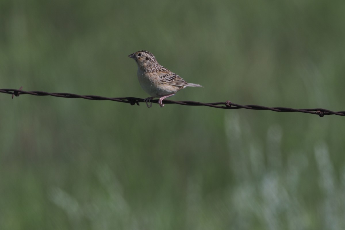 Grasshopper Sparrow - ML596136941