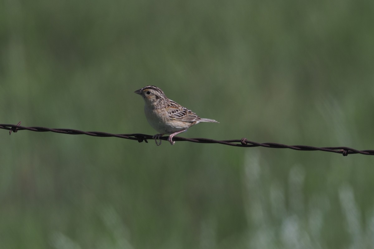 Grasshopper Sparrow - ML596137651