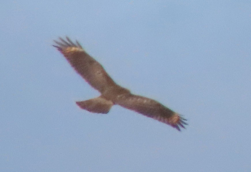 Red-shouldered Hawk - ML596138231