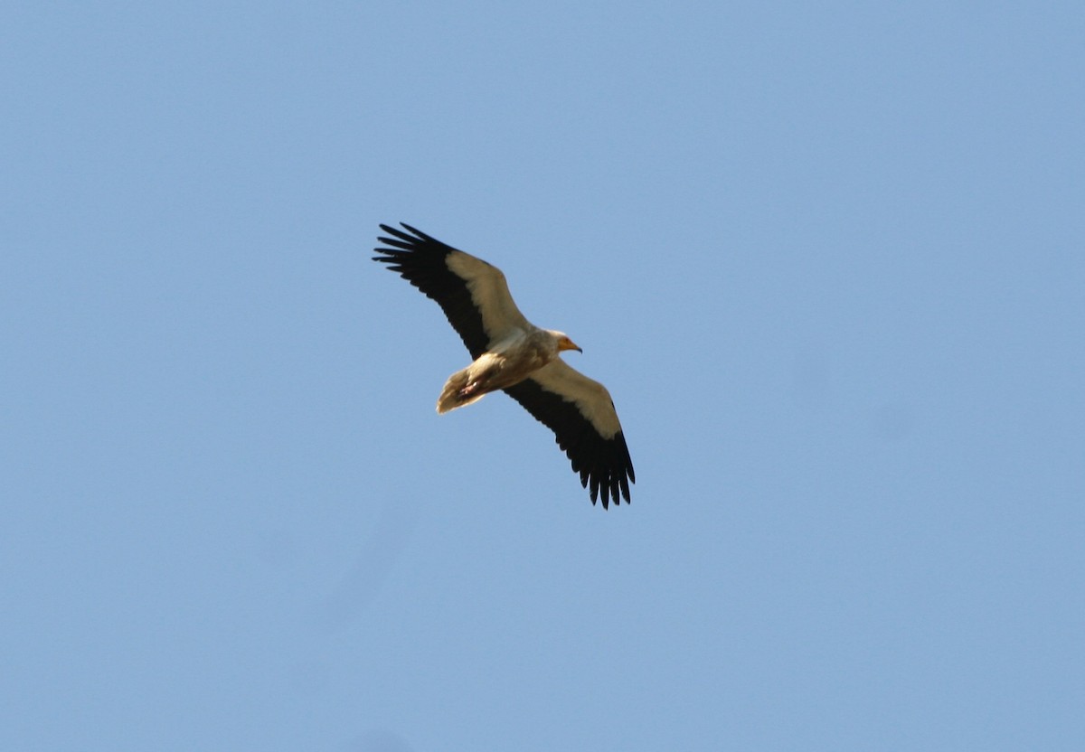 Egyptian Vulture - ML596138691