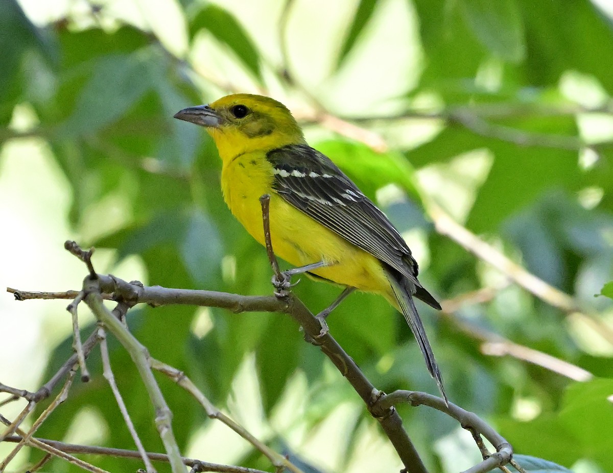 Flame-colored Tanager - ML596139561