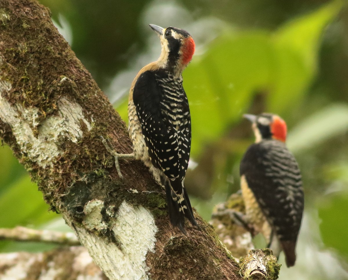 Black-cheeked Woodpecker - ML596146741