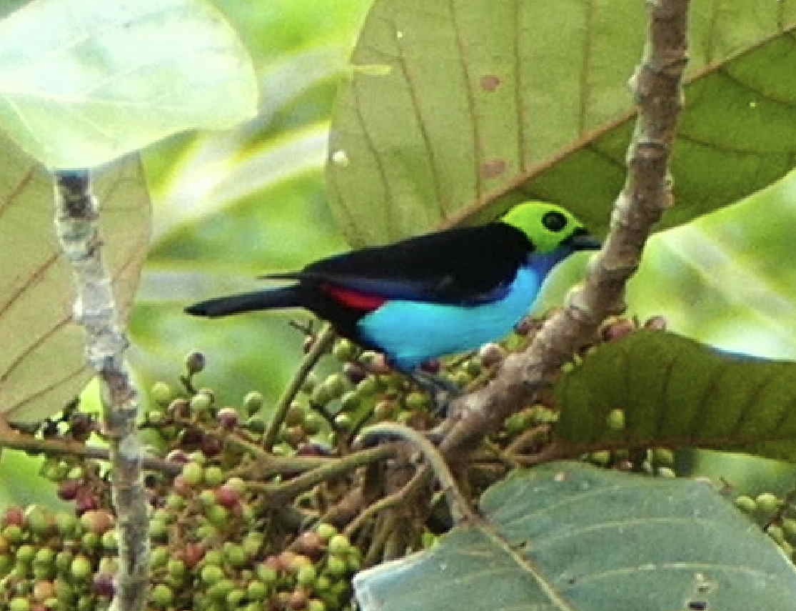 Paradise Tanager - ML596147041