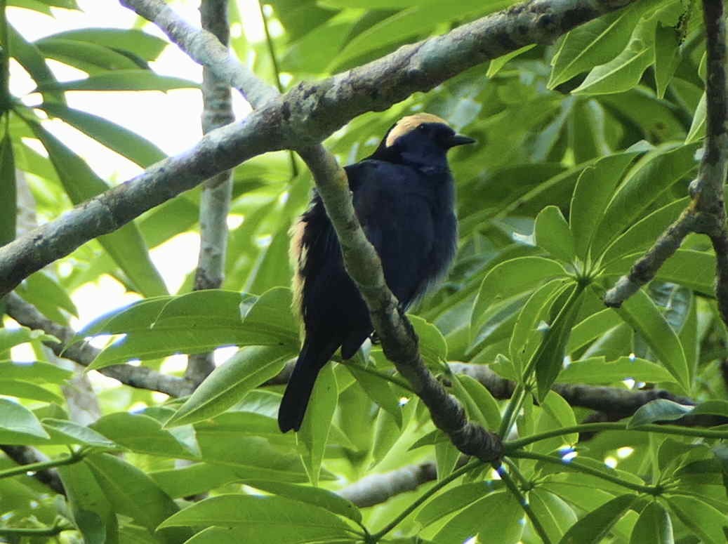 Opal-crowned Tanager - ML596147171