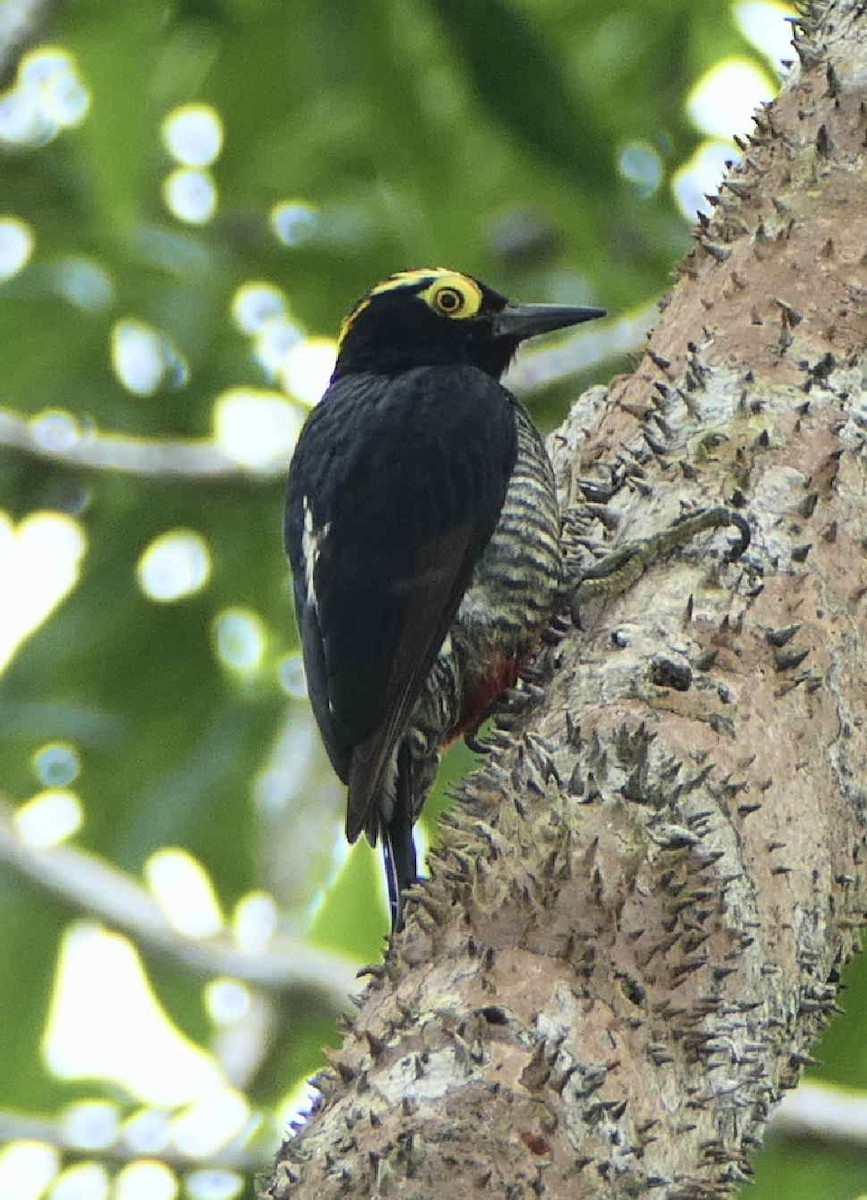 Yellow-tufted Woodpecker - ML596147521