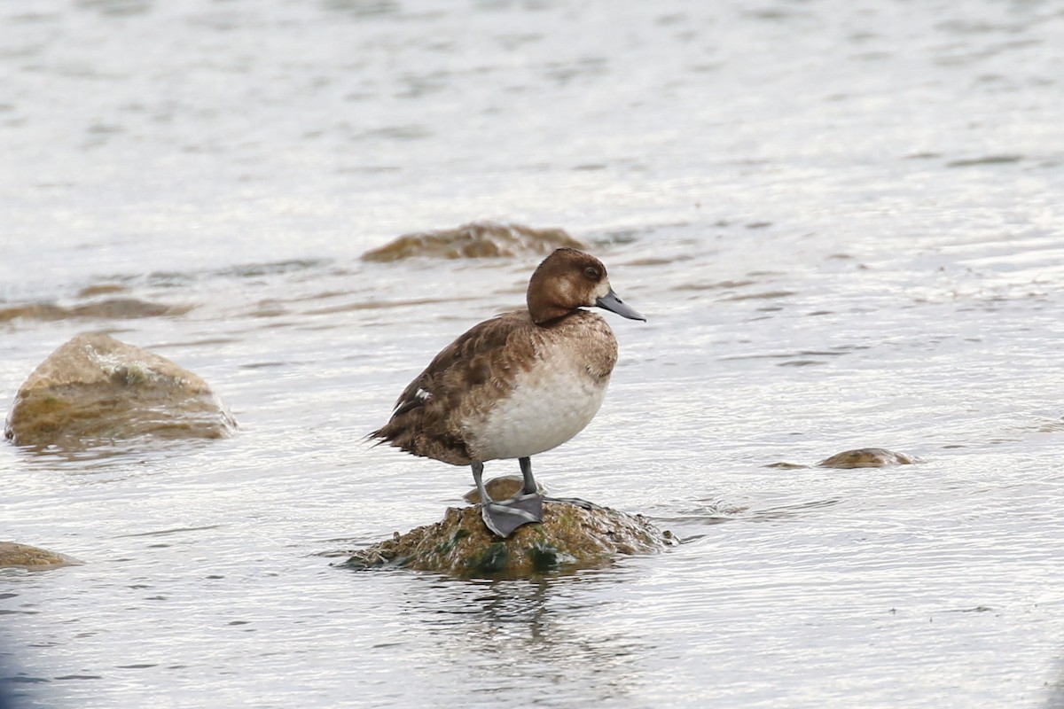 Greater Scaup - ML596147681