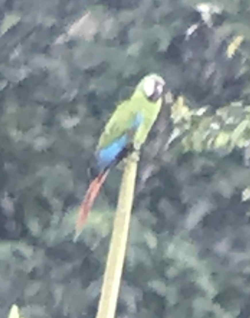 Chestnut-fronted Macaw - ML596148121