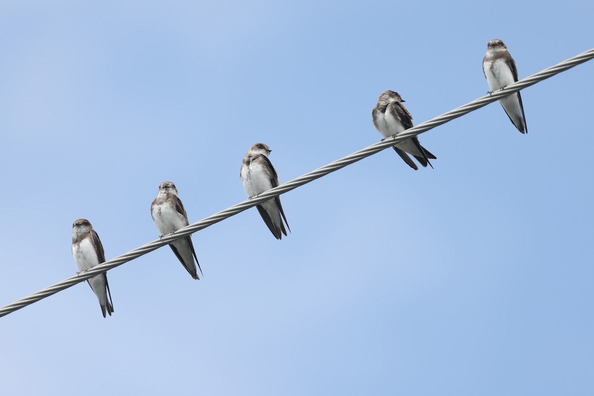 Ebird Checklist Jul Dupont Nature Center And Lighthouse Rd