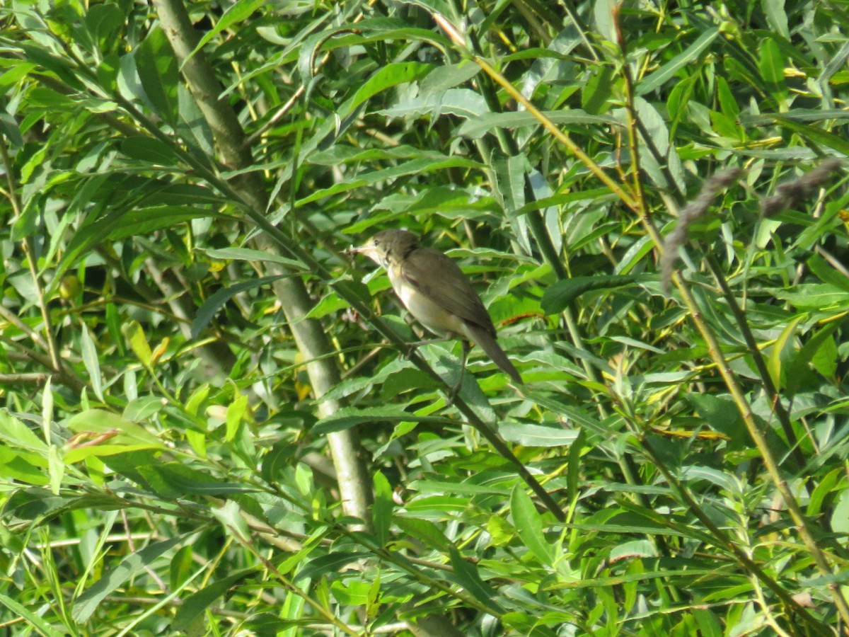 Common Reed Warbler - ML596151671