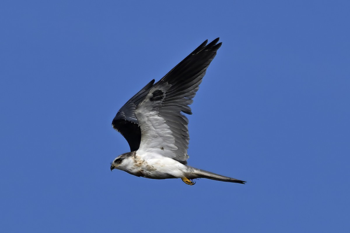 White-tailed Kite - ML596154771