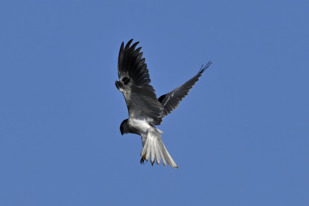 White-tailed Kite - Dave Kommel