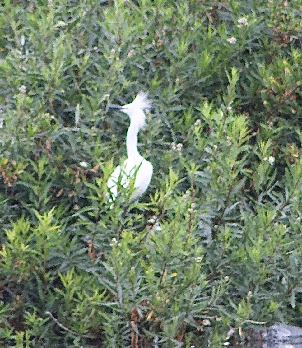 Snowy Egret - ML596156841