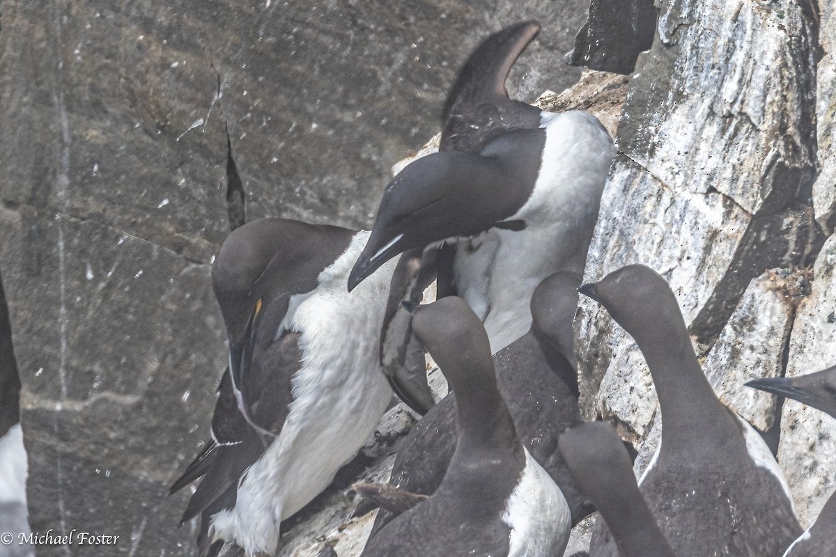 Thick-billed Murre - ML596162661