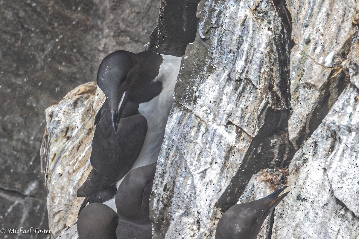 Thick-billed Murre - ML596162671