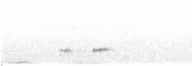 Western Grebe - ML596163181