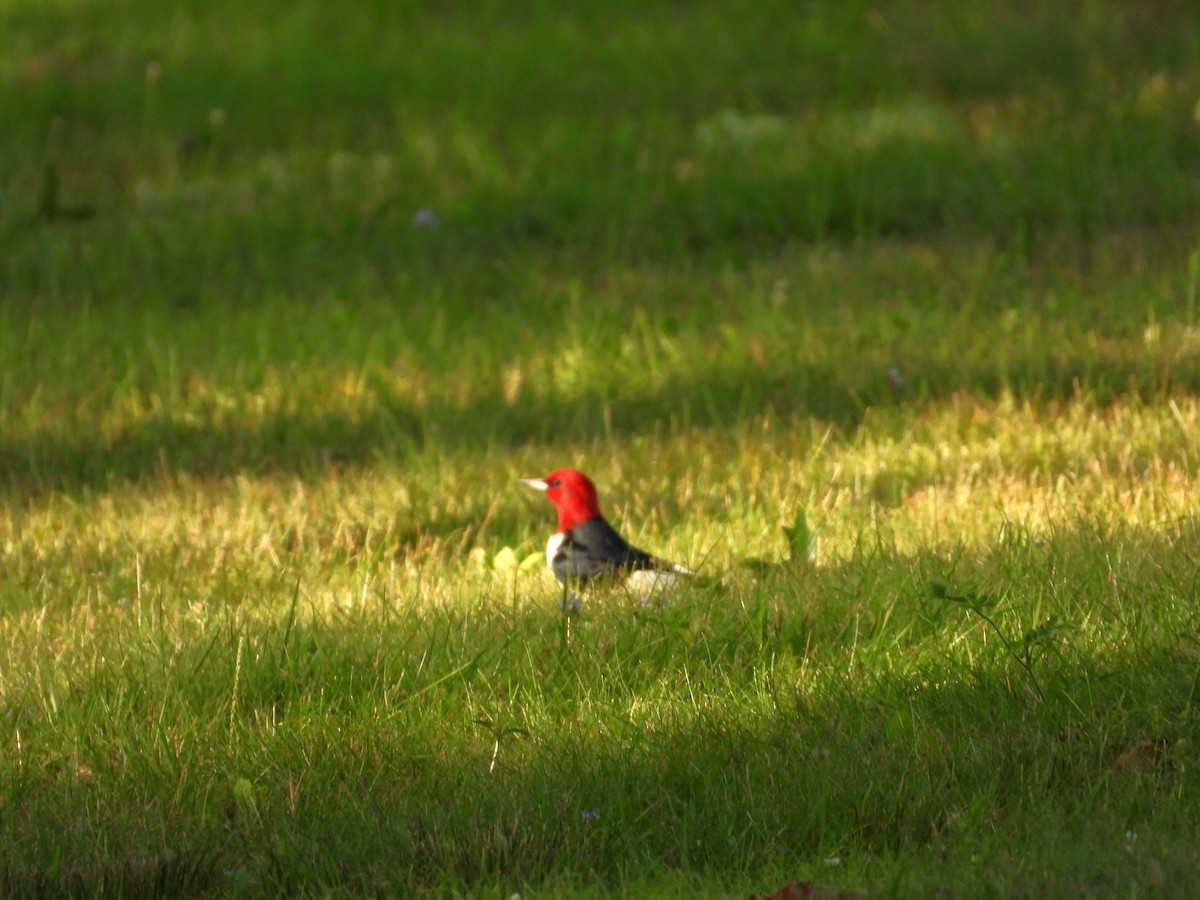 Red-headed Woodpecker - ML596163471