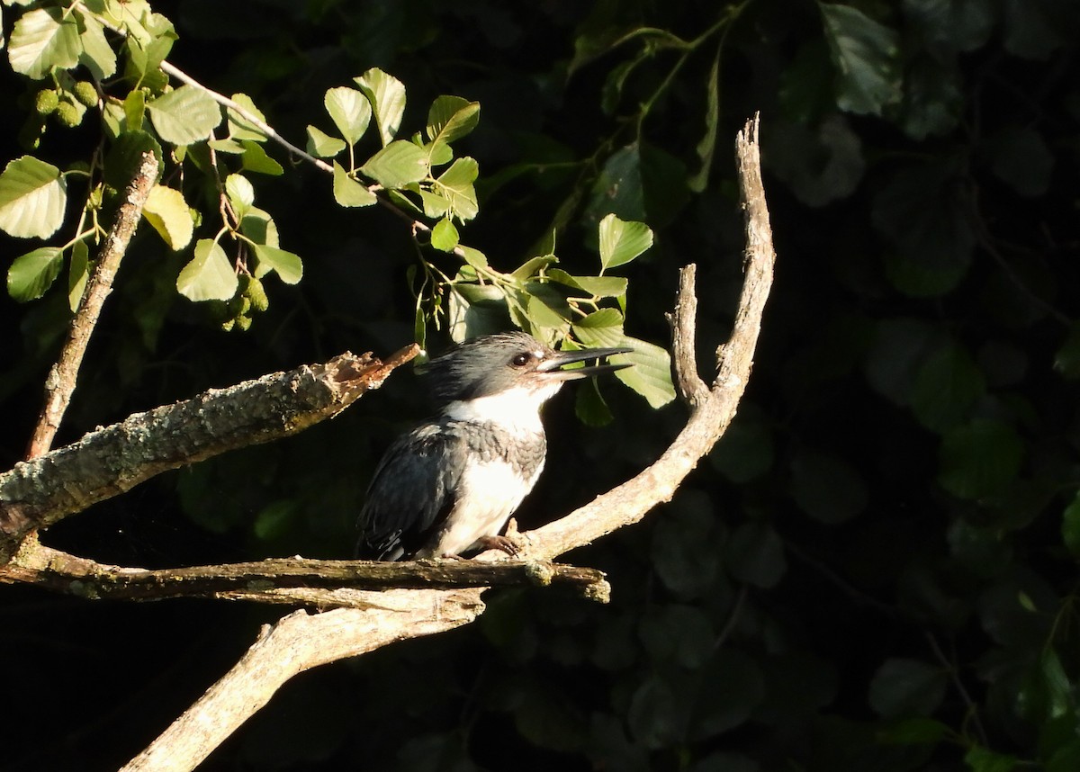 Belted Kingfisher - ML596163521