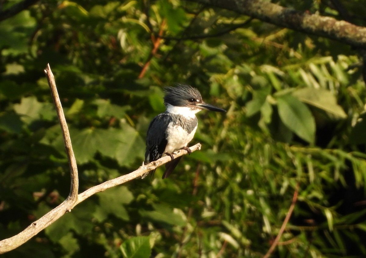 Belted Kingfisher - ML596163531