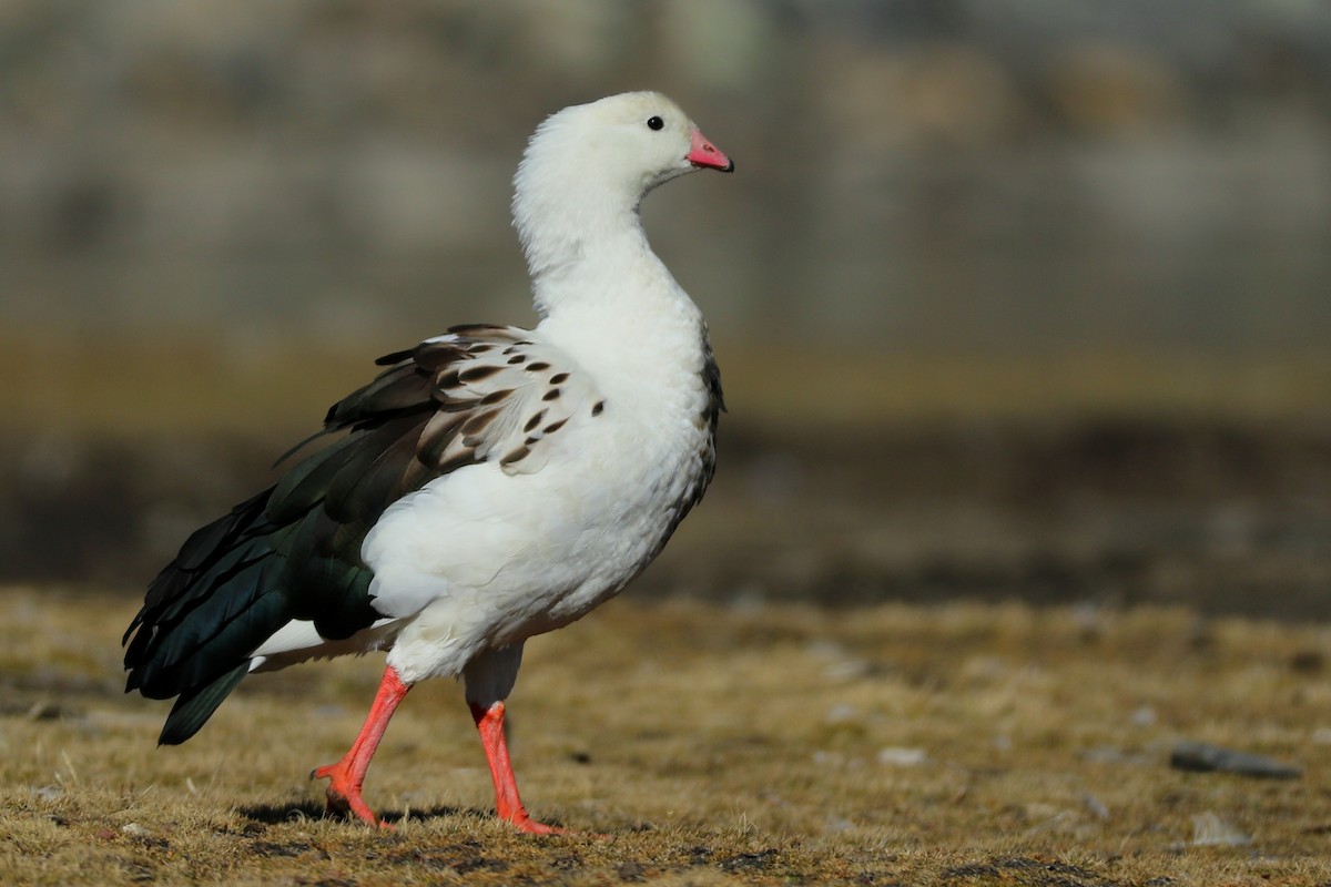 Andean Goose - ML596165161