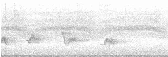 Чернокрылая пиранга - ML596169181