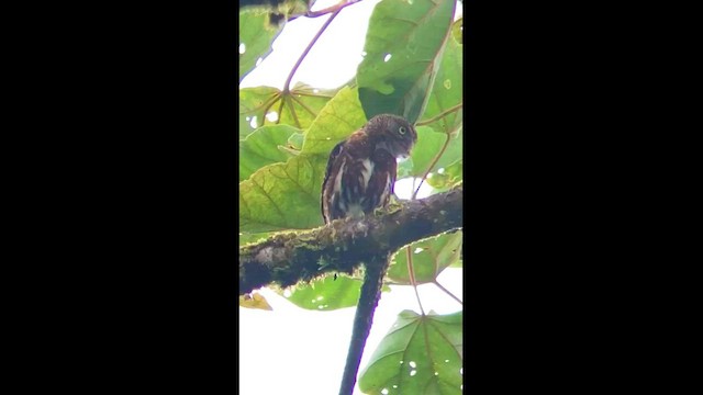 Costa Rican Pygmy-Owl - ML596174111