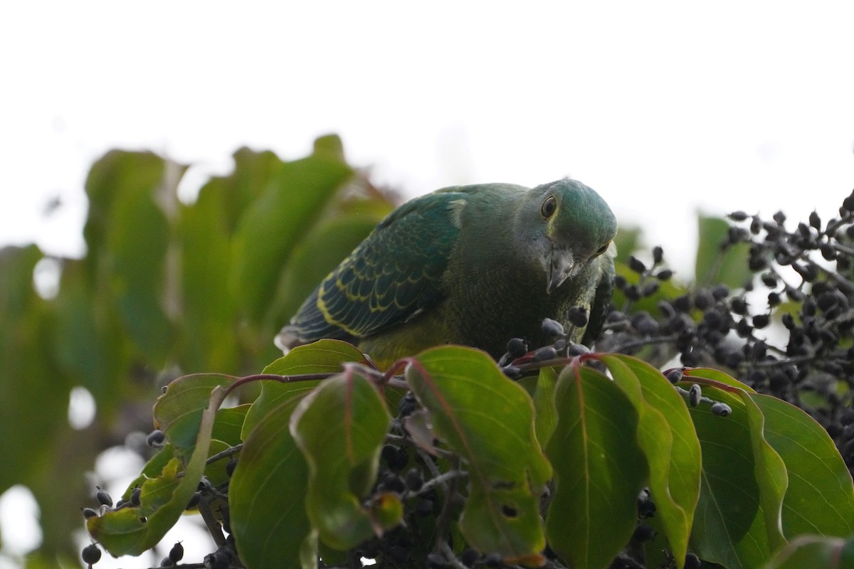 Rose-crowned Fruit-Dove - ML596178951