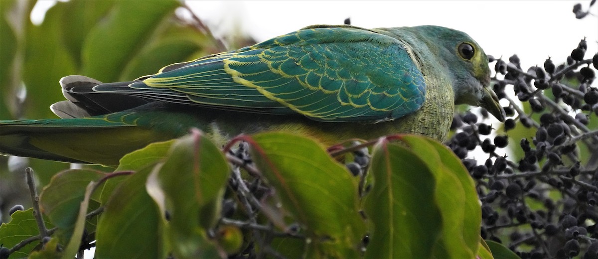 Rose-crowned Fruit-Dove - ML596178961