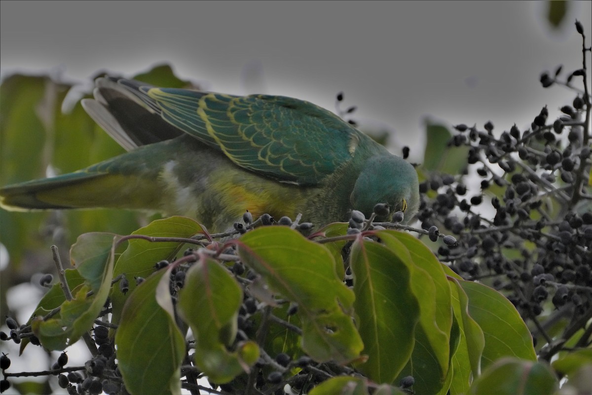 Rose-crowned Fruit-Dove - ML596178971