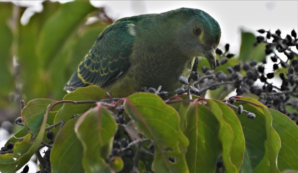 Rose-crowned Fruit-Dove - ML596178981