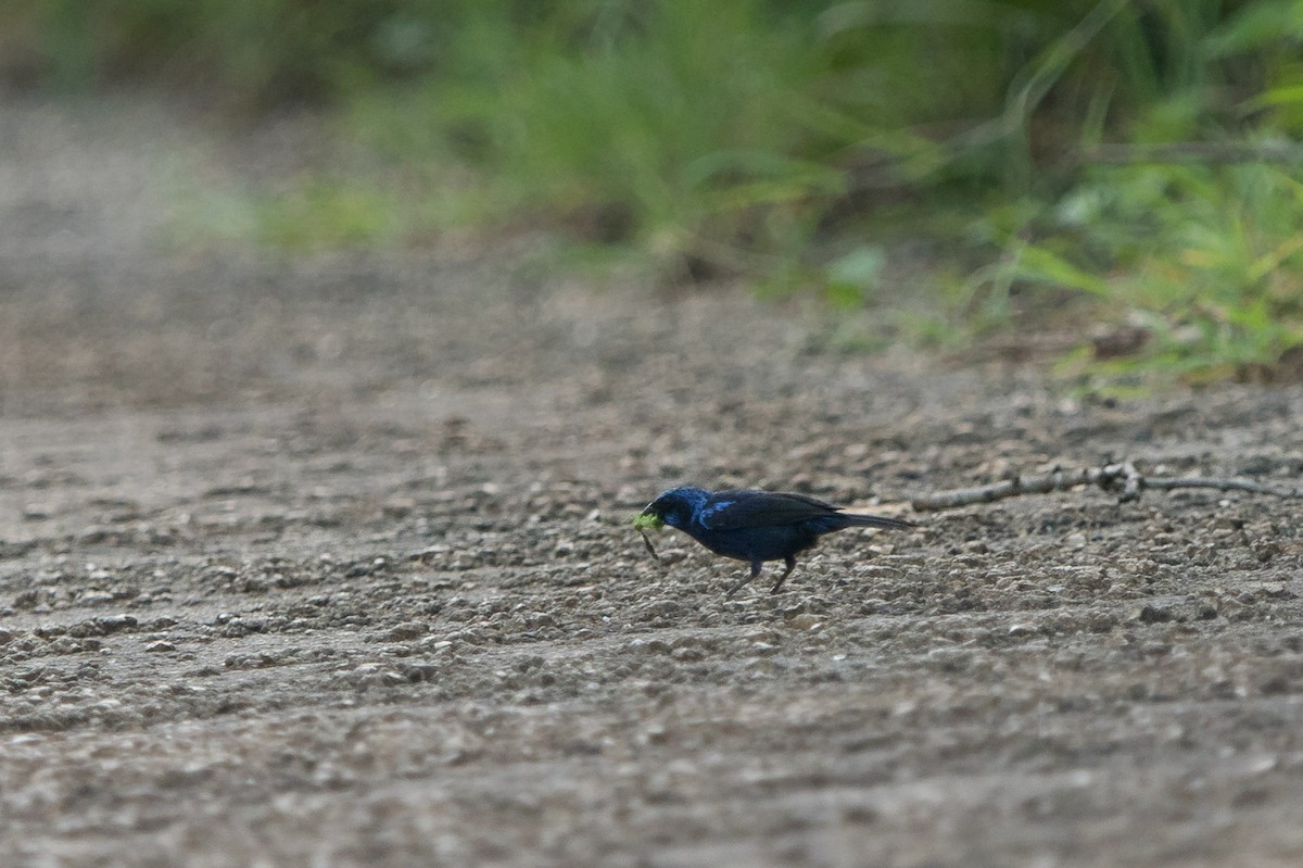 Blue Bunting (Middle America) - ML596179311