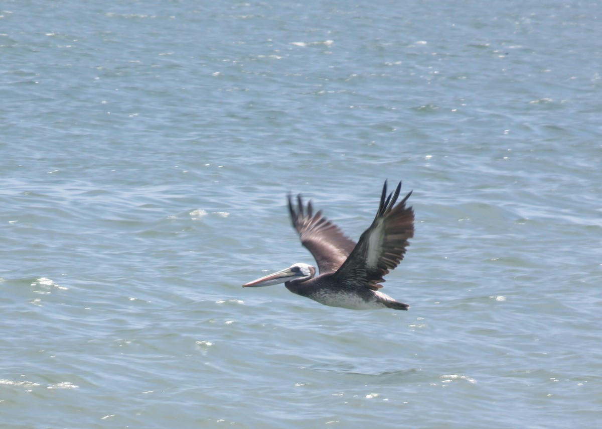 pelikán chilský - ML59618061