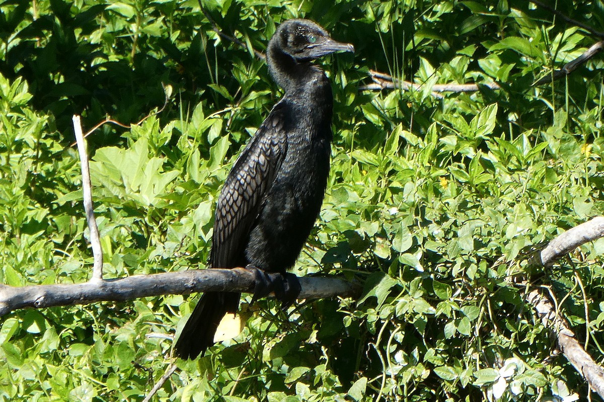 Little Black Cormorant - ML596180911