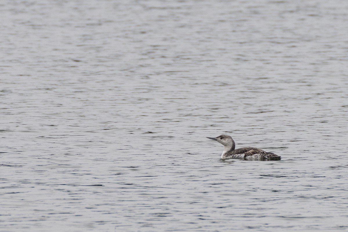Red-throated Loon - ML596182511