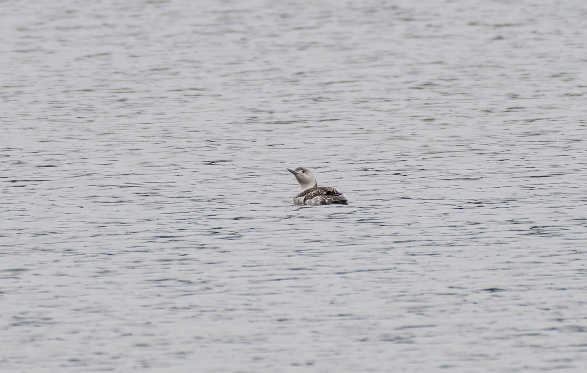 Red-throated Loon - ML596182521