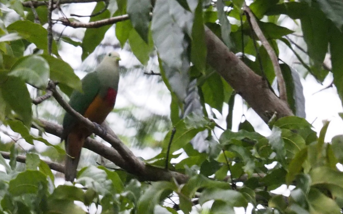 Scarlet-breasted Fruit-Dove - ML596183311