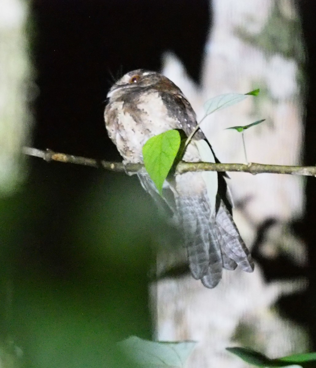 Moluccan Owlet-nightjar - ML596183721