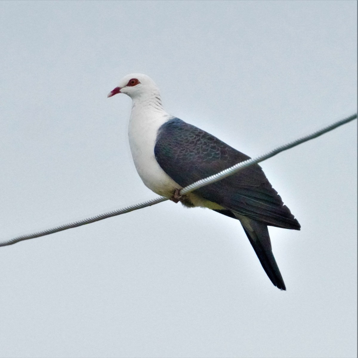 White-headed Pigeon - ML596184191
