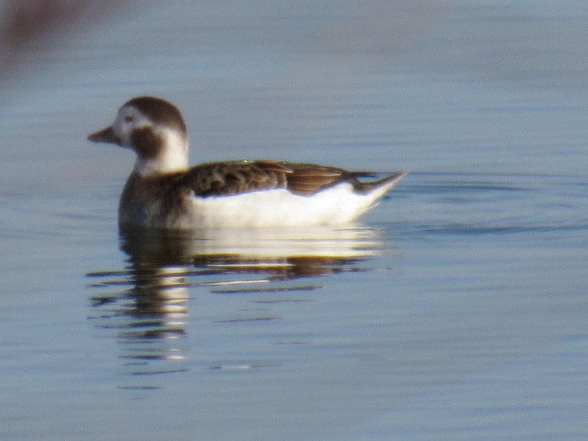 Long-tailed Duck - ML596186781