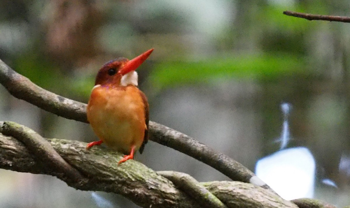 Sulawesi Dwarf-Kingfisher - Nigel  Milius
